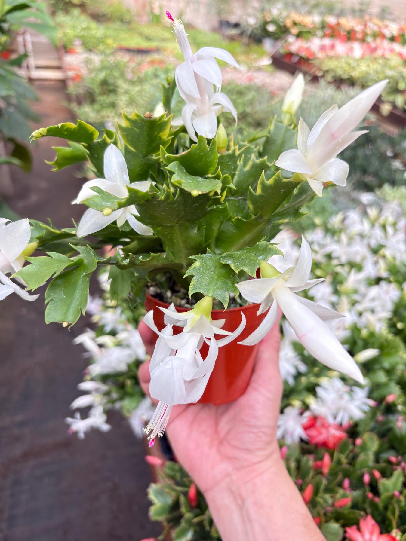 Zygocactus 'Christmas Cactus'-The Succulent Source