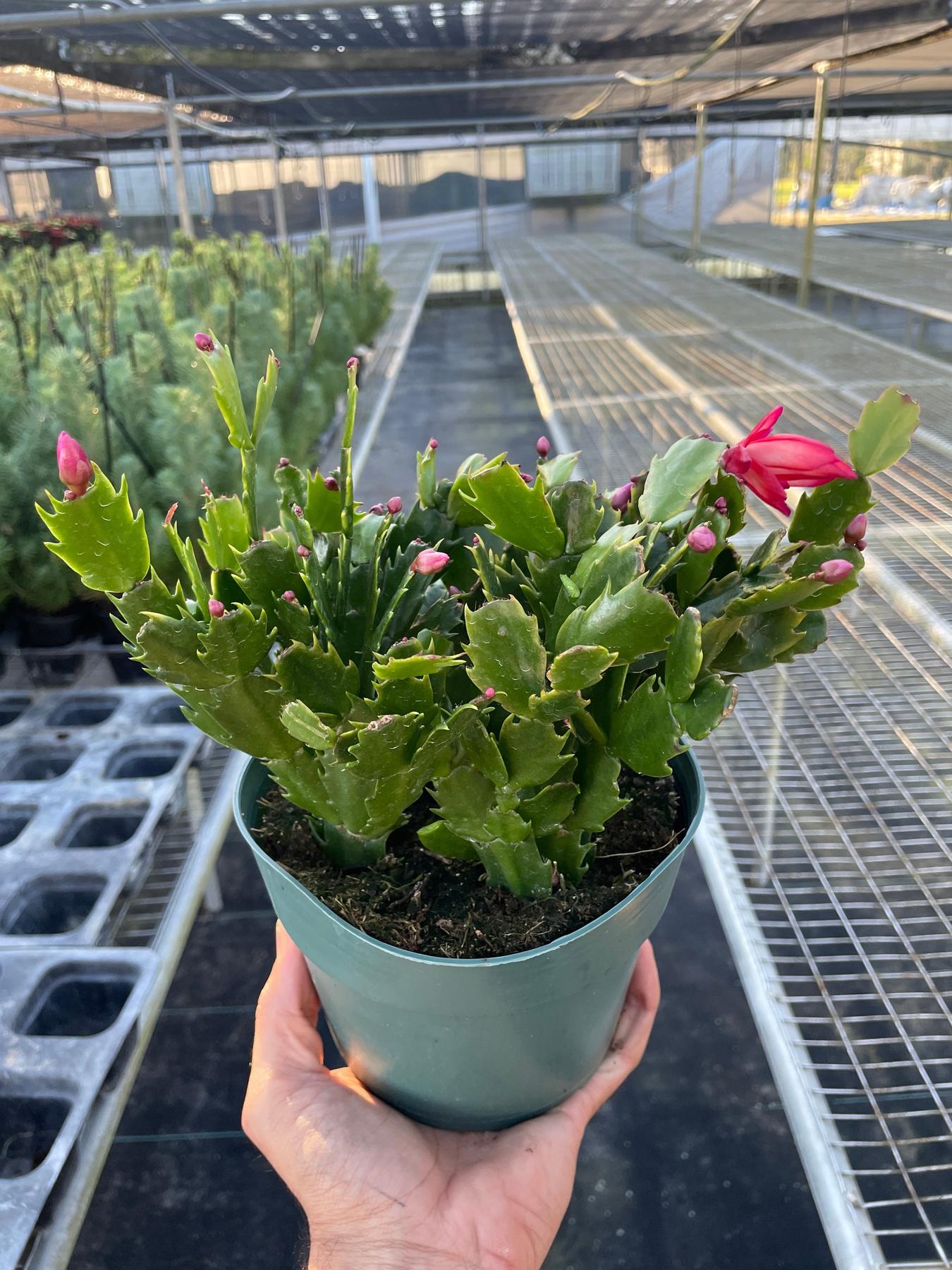 Zygocactus 'Christmas Cactus'-The Succulent Source