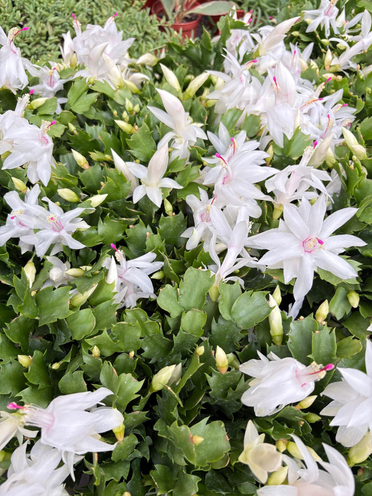 Zygocactus 'Christmas Cactus'-The Succulent Source