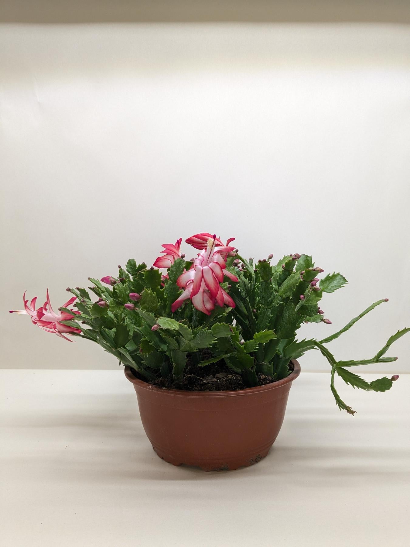 Zygocactus 'Christmas Cactus'-The Succulent Source