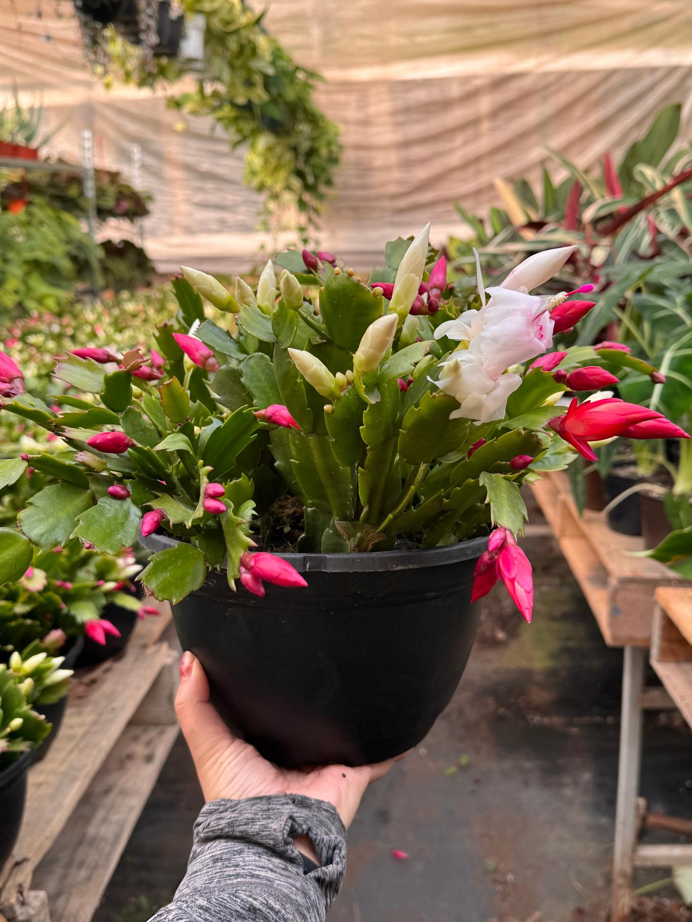 Zygocactus 'Christmas Cactus'-The Succulent Source