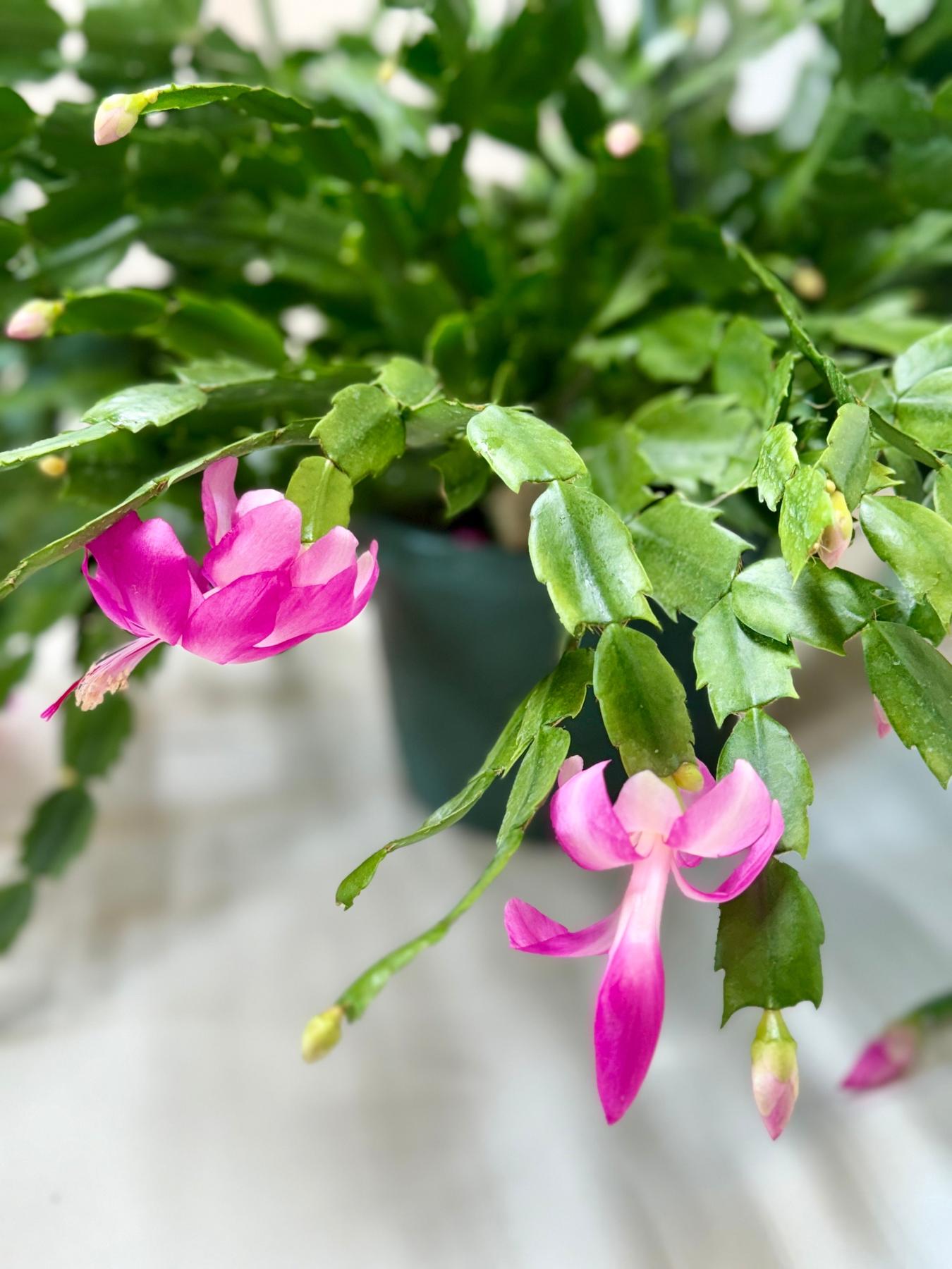 Zygocactus 'Christmas Cactus'-The Succulent Source