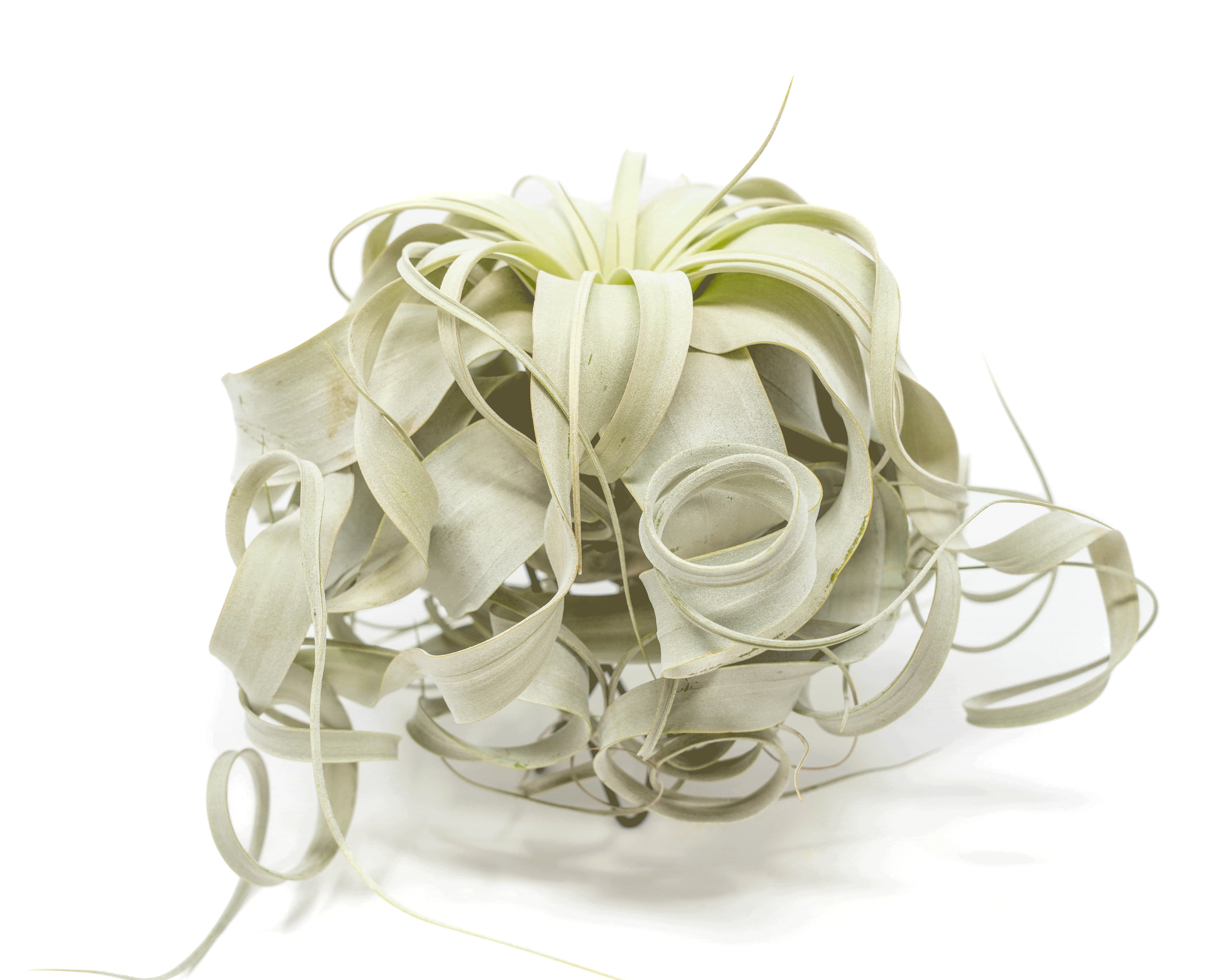 Special Curly Tillandsia Xerographica - Limited Quantities / 7-8 Inches Wide