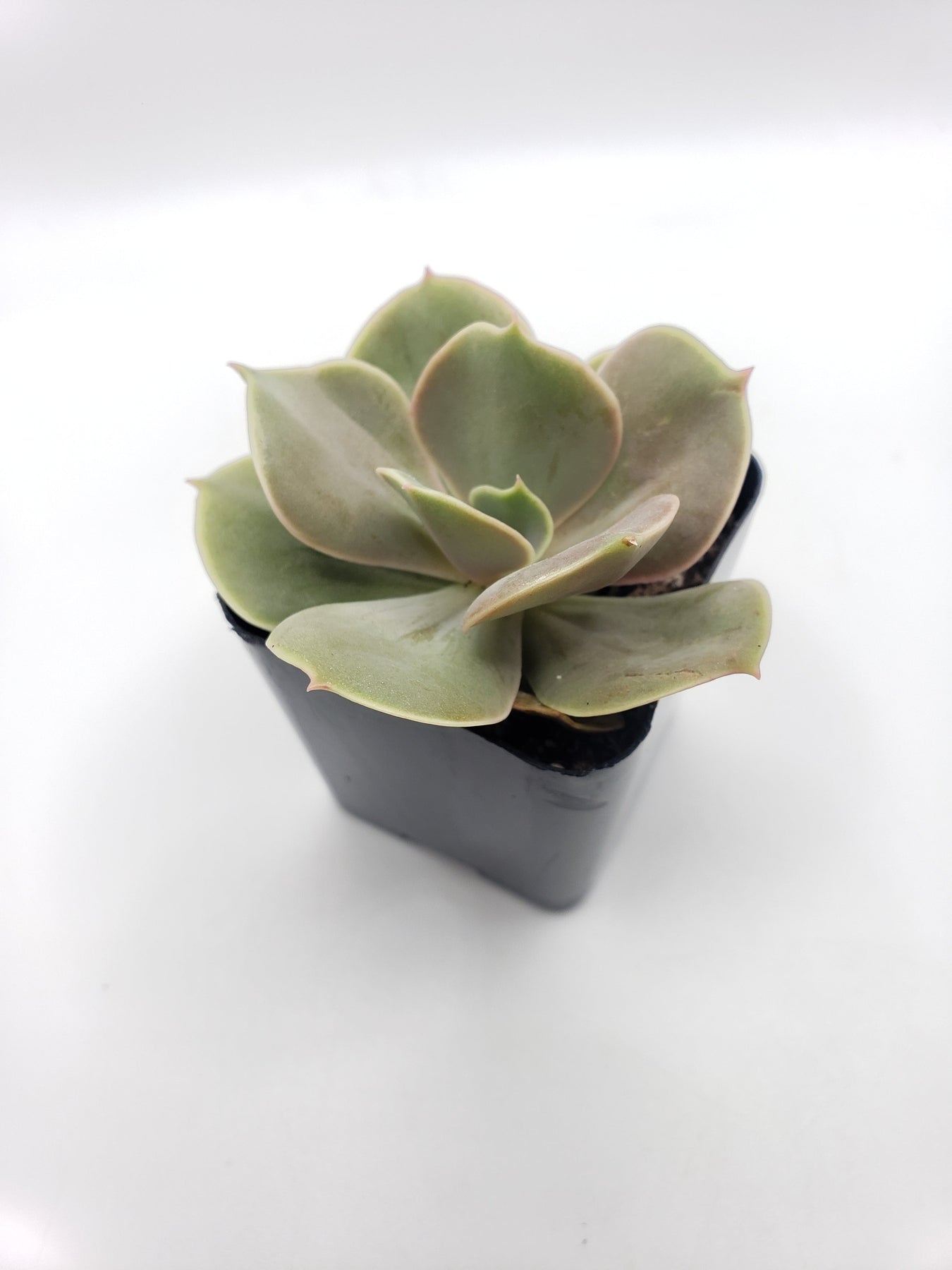 1 Echeveria Perle von Nurnberg Succulent Plant