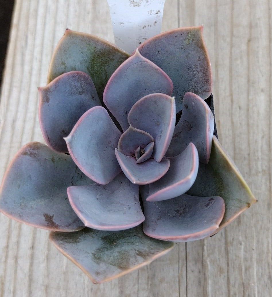 echeveria サイズ1 1 Echeveria Perle von Nurnberg Succulent Plant