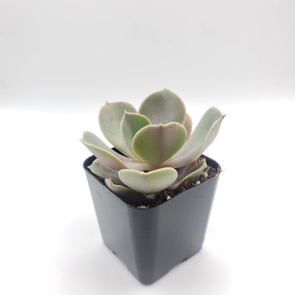 vons succulents #1 Echeveria Perle von Nurnberg