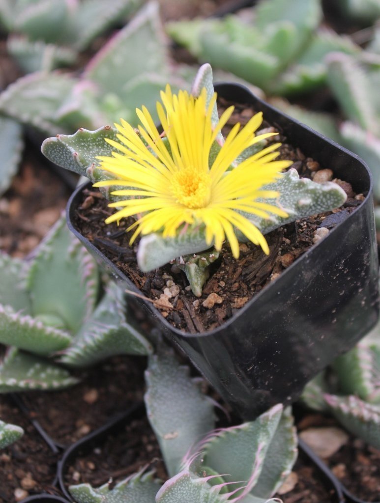 #11 Faucaria Tiger Jaw-Succulent - Small - Exact Type-The Succulent Source