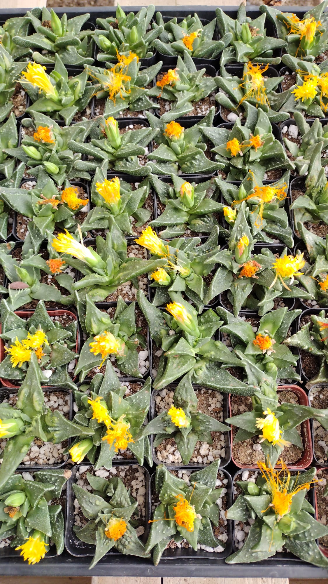 #11 Faucaria Tiger Jaw-Succulent - Small - Exact 2in Type-The Succulent Source