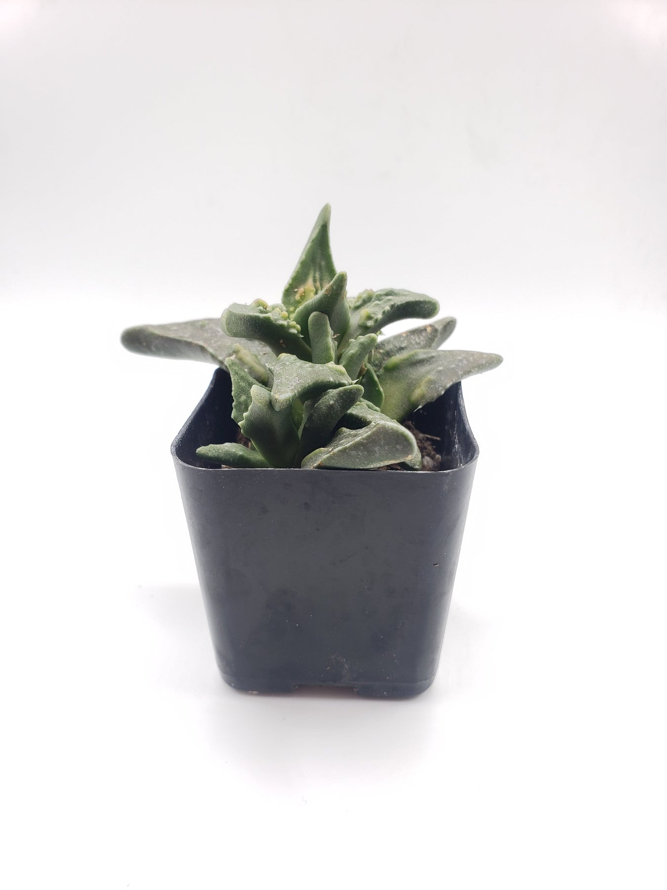 #11 Faucaria Tiger Jaw-Succulent - Small - Exact 2in Type-The Succulent Source
