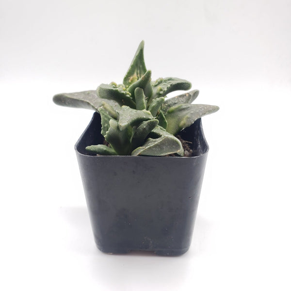 tiger striped succulent #11 Faucaria Tiger Jaw
