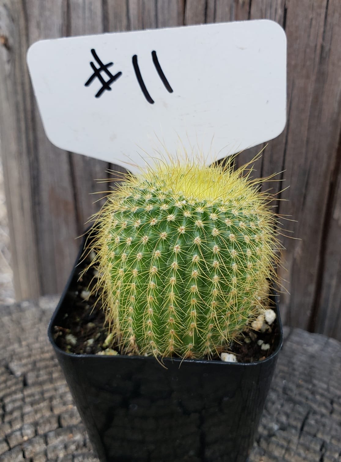 11C Cactus Parodia Leninghausii Golden Ball