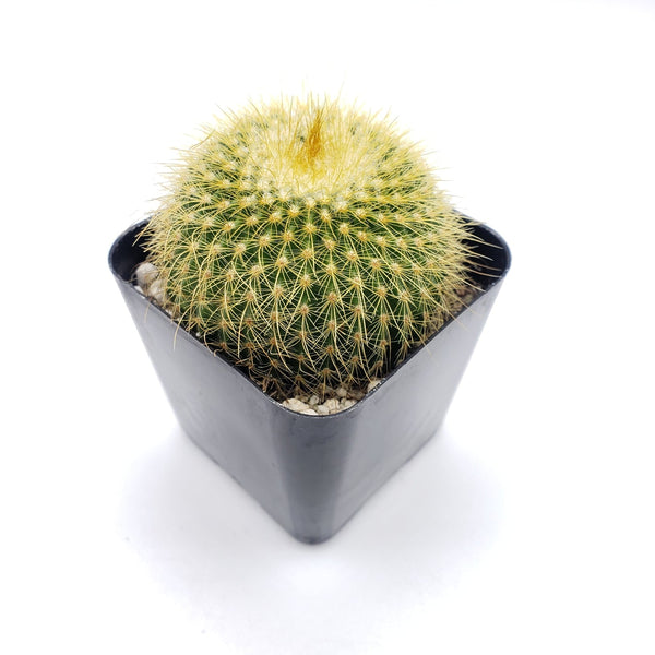 #11C Cactus Parodia Leninghausii Golden Ball
