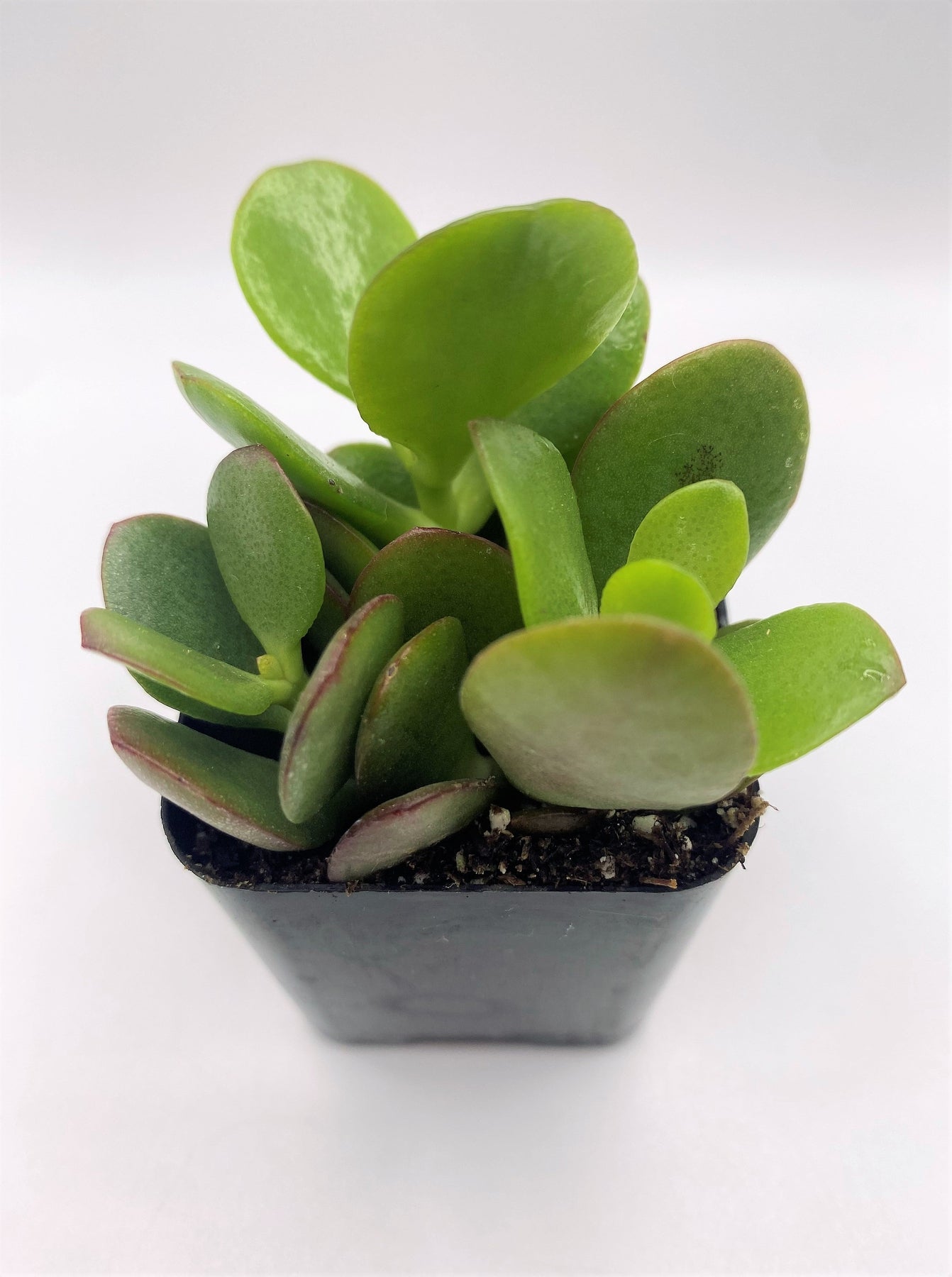 #12 Crassula Mini Jade-Succulent - Small - Exact 2in Type-The Succulent Source