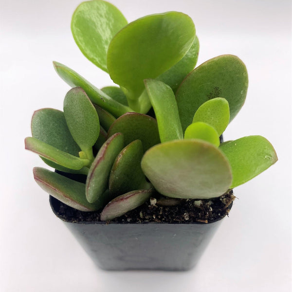minima jade plant 12 Crassula Mini Jade Succulent Plant