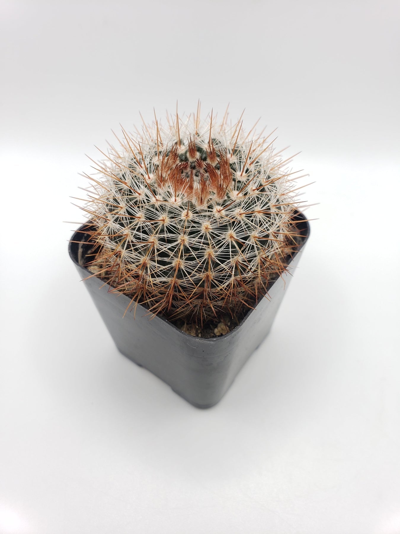 #13C Parodia Erubescens 2"-Cactus - Small - Exact Type-The Succulent Source