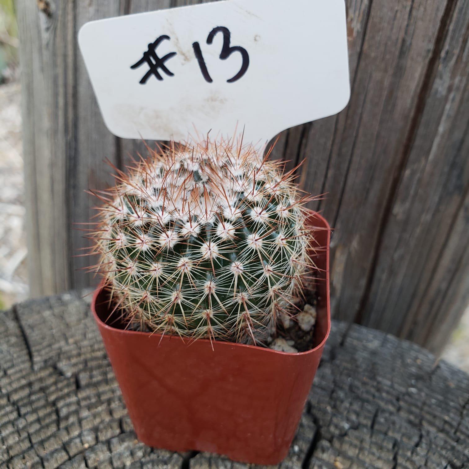 #13C Parodia Erubescens 2"-Cactus - Small - Exact Type-The Succulent Source