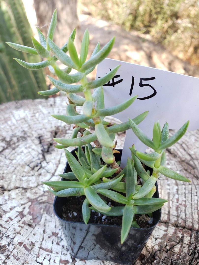 succulent with thin pointy leaves #15 Crassula Mini Pine