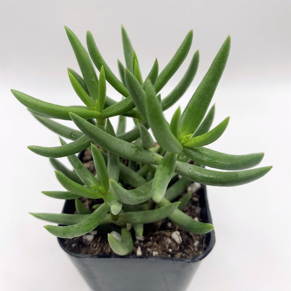 small grass like succulent 15 Crassula Mini Pine Succulent Plant
