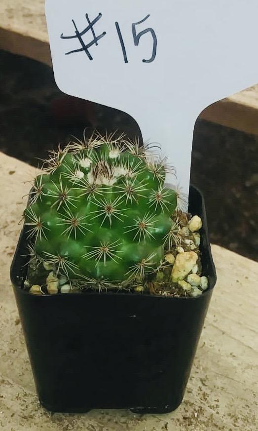 #15C Cactus 2"-Cactus - Small - Exact Type-The Succulent Source