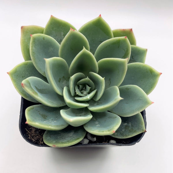 succulent plants blue #18 Echeveria Blue Atoll