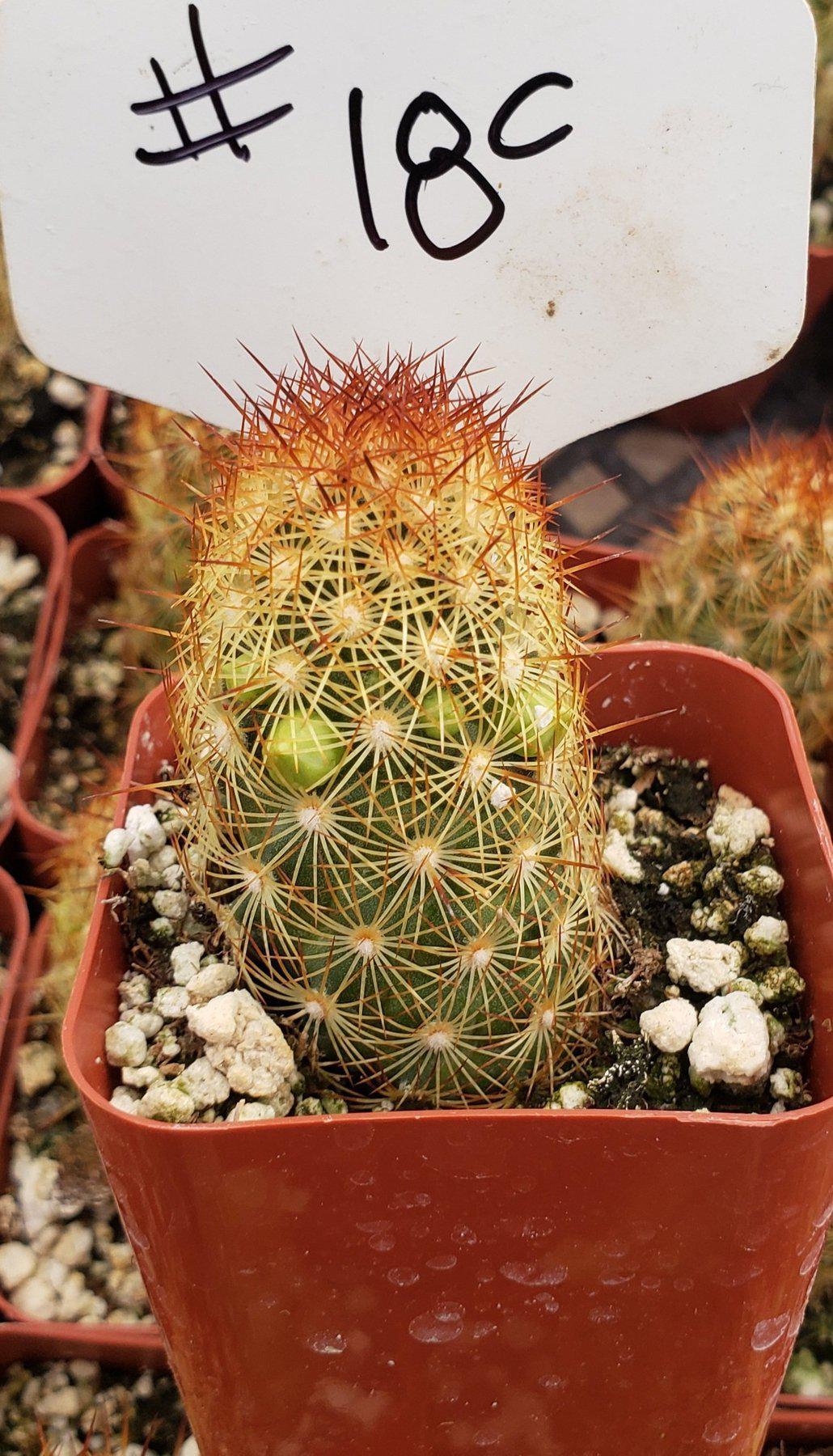 #18C Mammilaria Copper King 2"-Cactus - Small - Exact Type-The Succulent Source