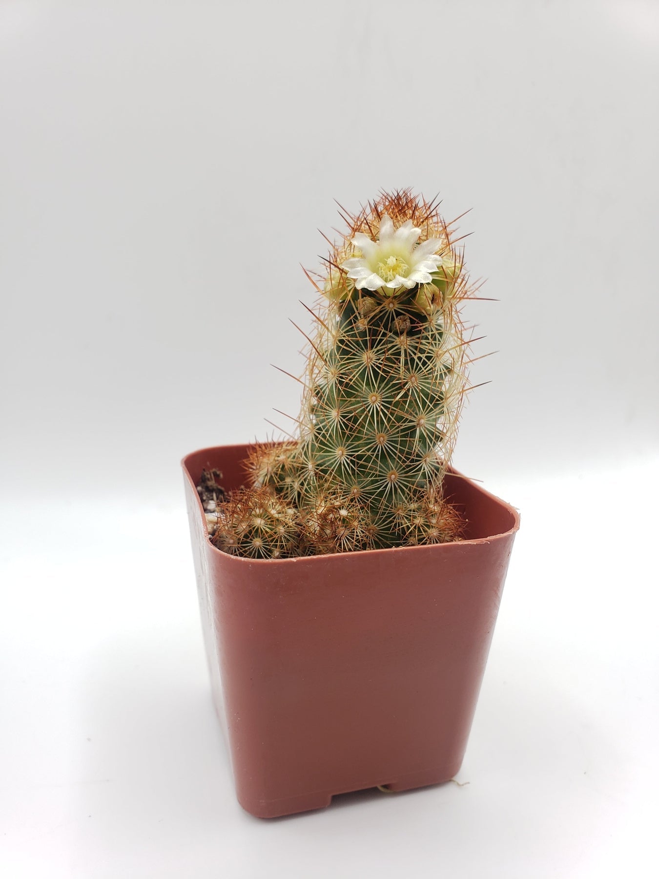 #18C Mammilaria Copper King 2"-Cactus - Small - Exact Type-The Succulent Source