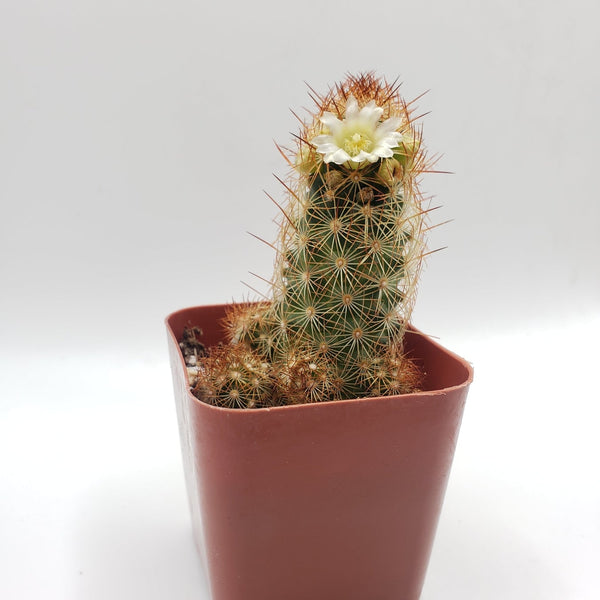 #18C Mammilaria Copper King 2"