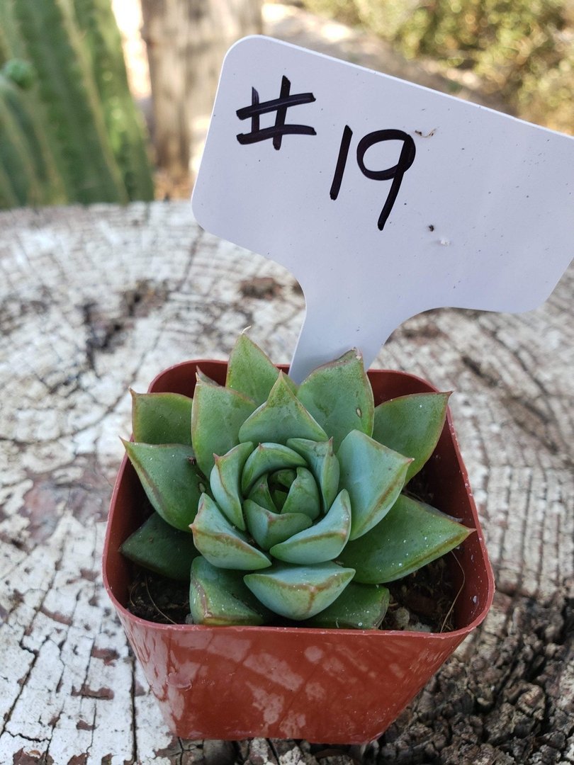 succulent echeveria pulidonis #19 Echeveria Purposorum