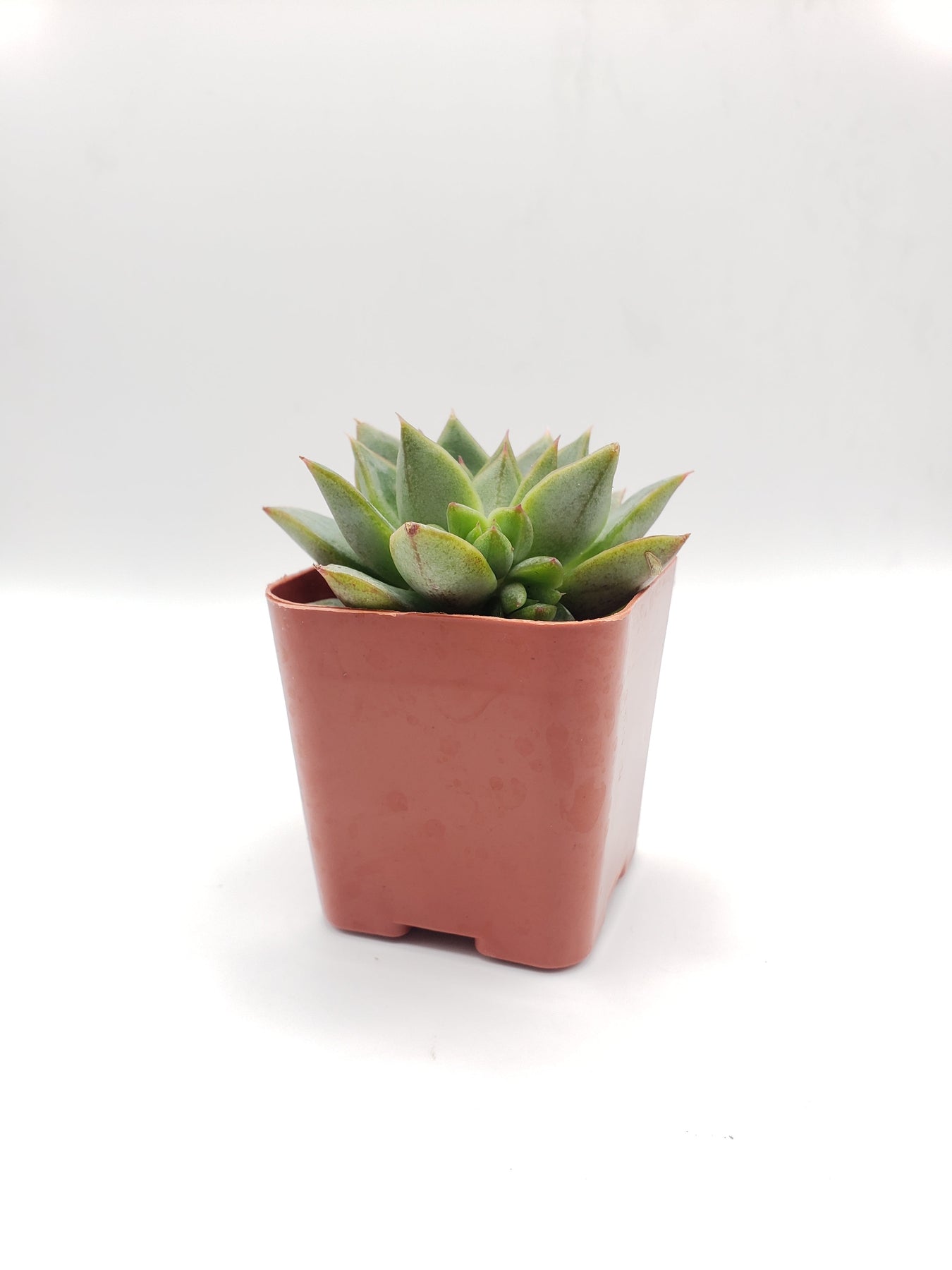 #19 Echeveria Purposorum-Succulent - Small - Exact 2in Type-The Succulent Source