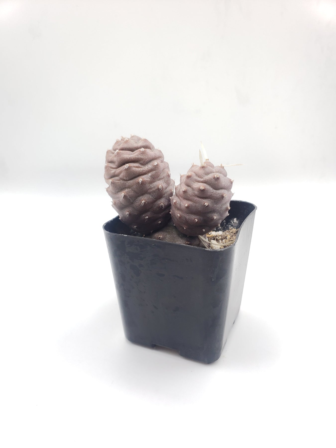 #1C Tephrocactus Articulatus 2"-Cactus - Small - Exact Type-The Succulent Source