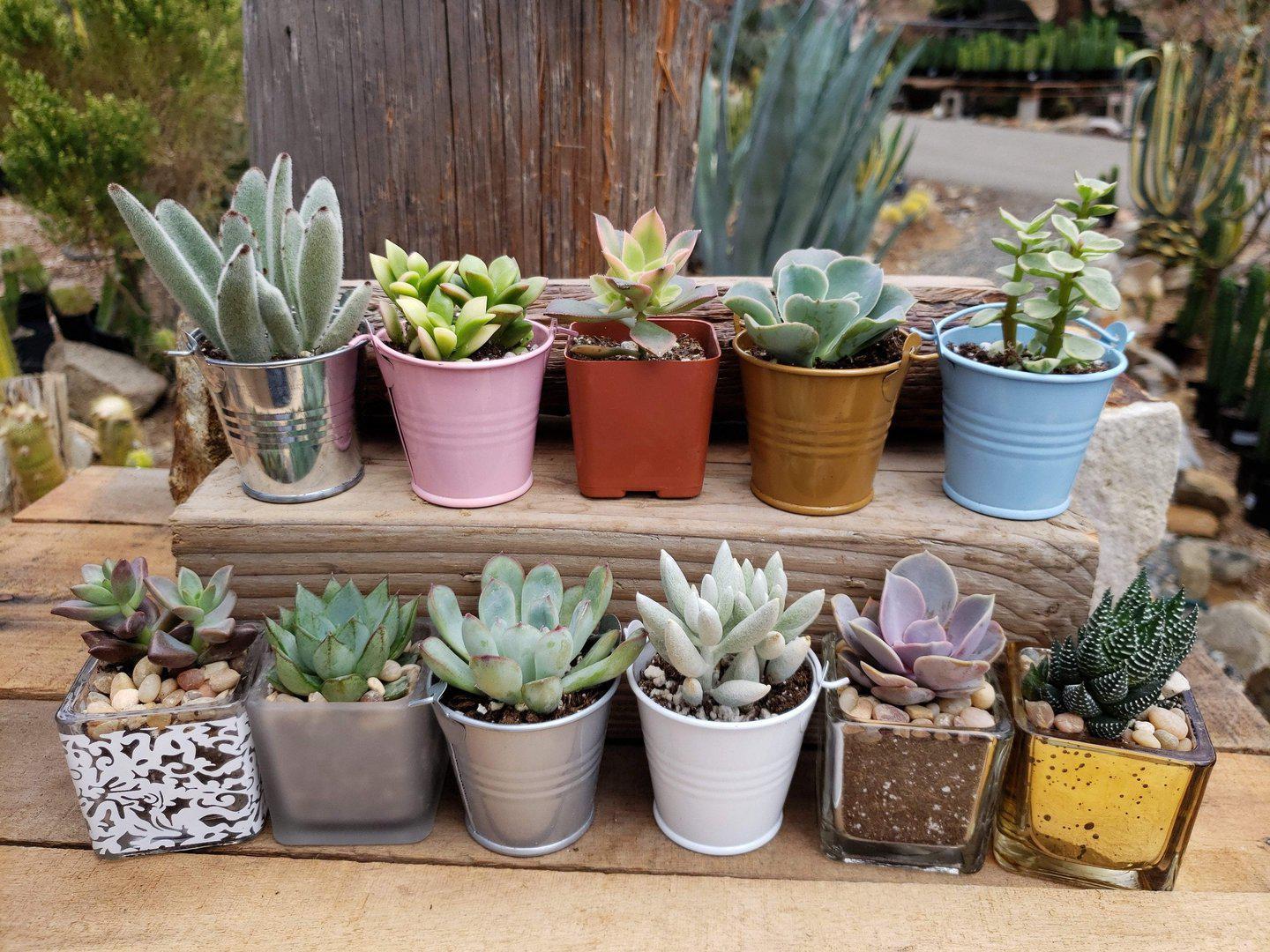 succulent set 2" Assorted Cactus (Price is for ONE unit) Tin Pails