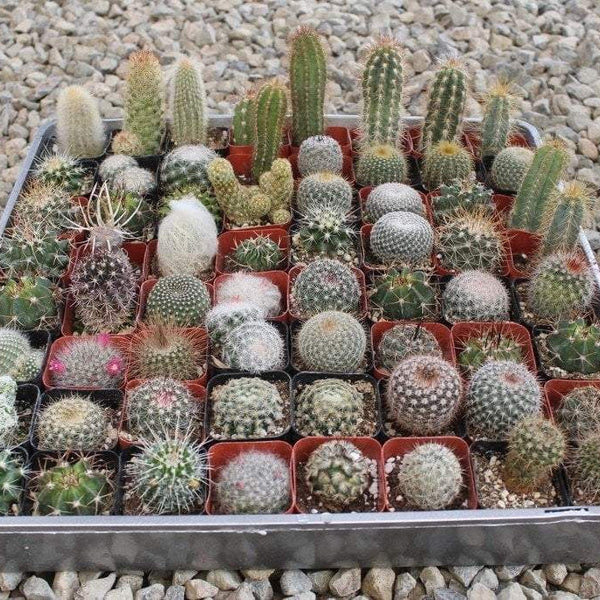 succulent mini cactus 2" Assorted Cactus (Price is for ONE unit) White Pails