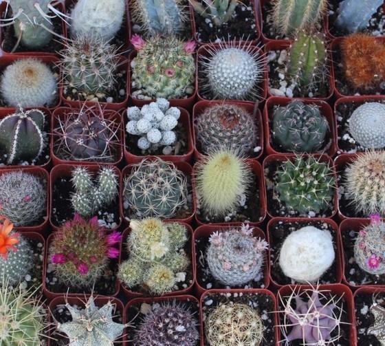 different cactus succulents 2" Assorted Cactus (Price is for ONE unit) Tin Pails