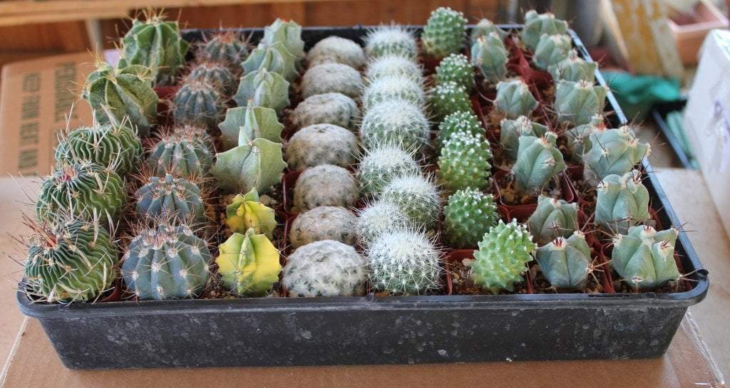 succulents and cactus wholesale 2" Assorted Cactus (Price is for ONE unit) Tin Pails