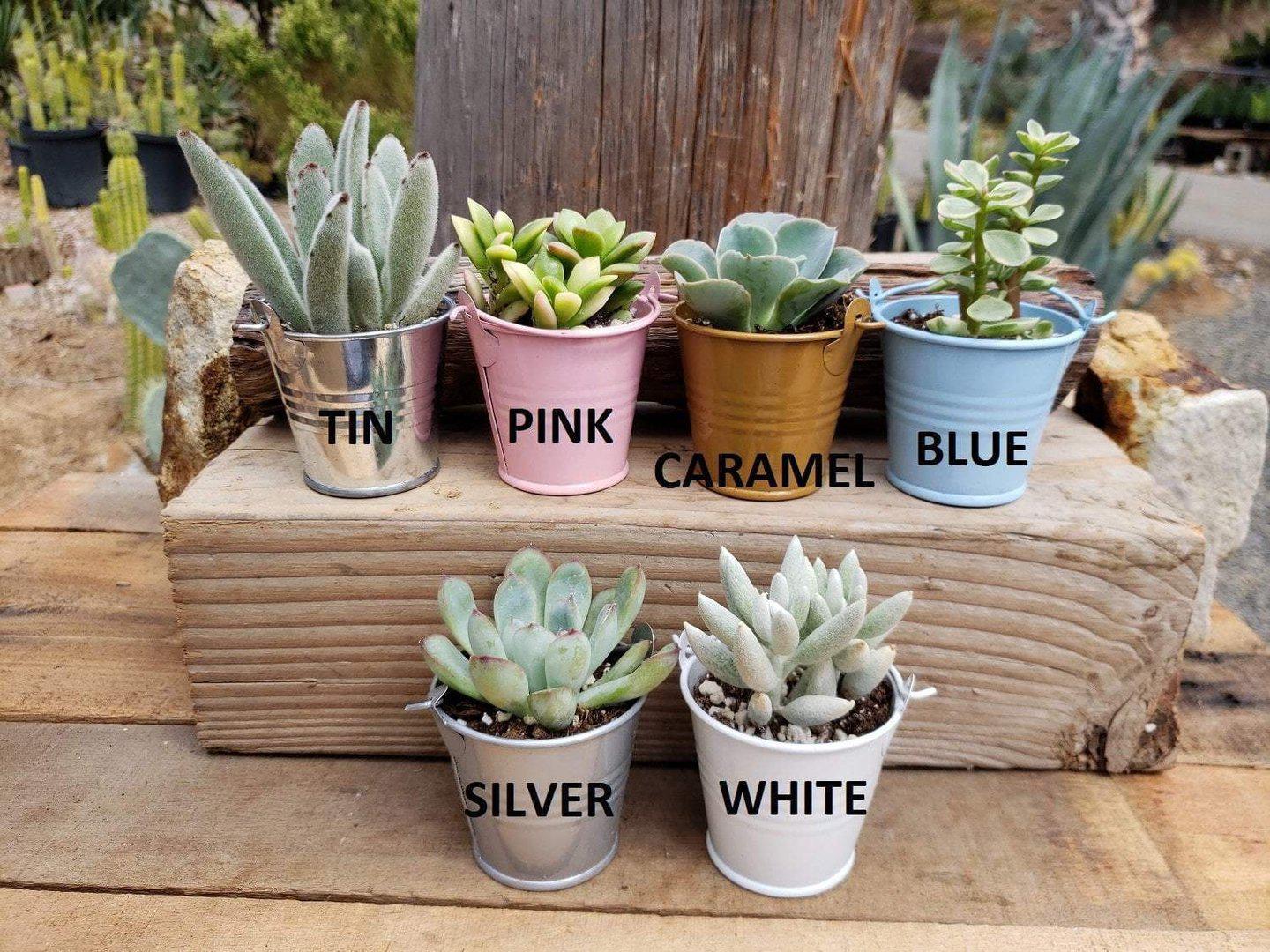 assorted small succulents 2" Assorted Cactus (Price is for ONE unit) Tin Pails