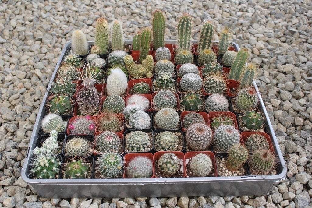 2" Assorted Cactus bulk wholesale succulent prices at the succulent source - 1