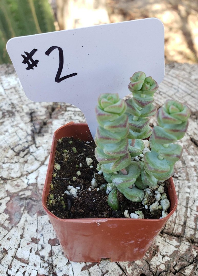 crassula baby necklace succulent #2 Crassula Baby Necklace Succulent Plant