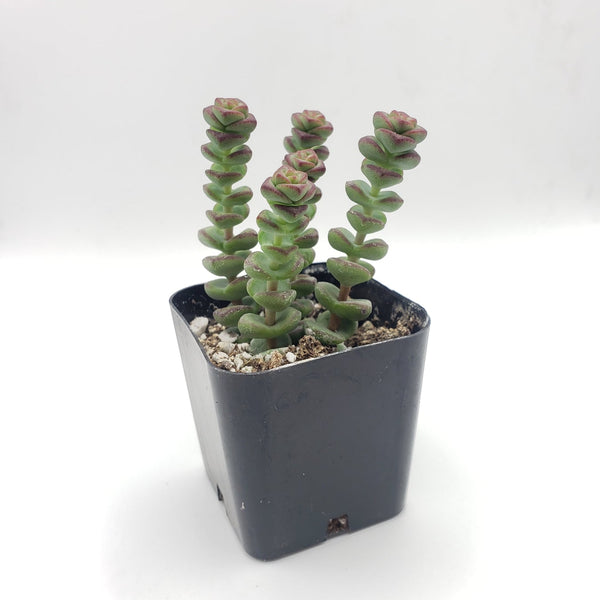 Crassula 'Baby's Necklace' Whats up?
