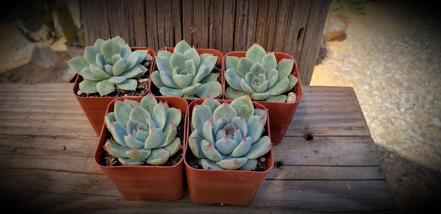 pastel colored succulents 2" ROSETTE Only Pastel Green Succulents