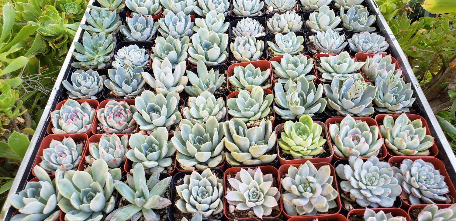 sugar paste succulents Pastel Succulent Wedding Favor Collection