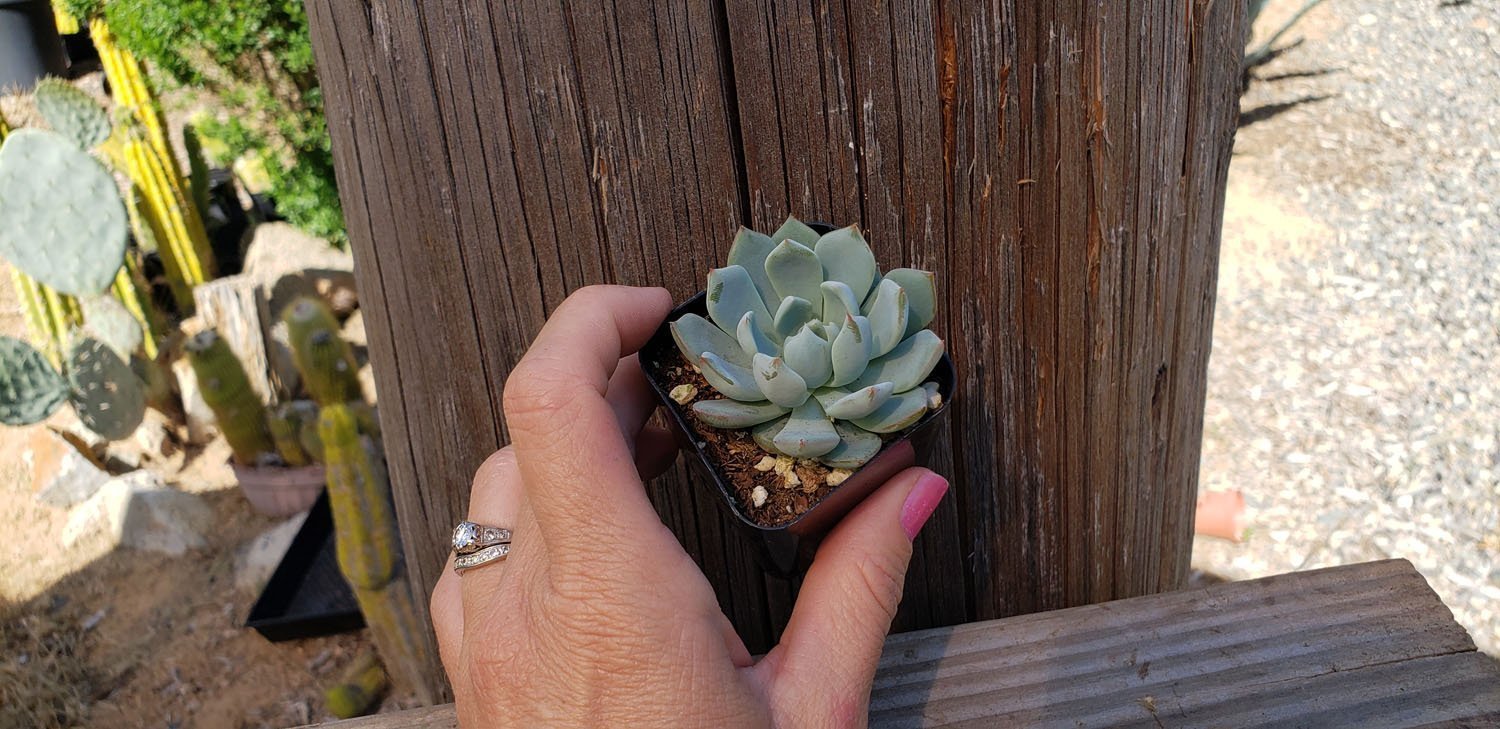 2" ROSETTE Only Pastel Green Succulents-Succulent - Small - Favor-The Succulent Source