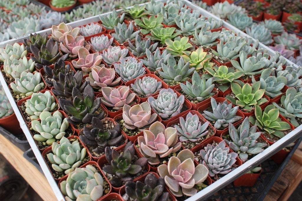 bulk order mini succulents uk Rosette Succulent Wedding Favor Collection
