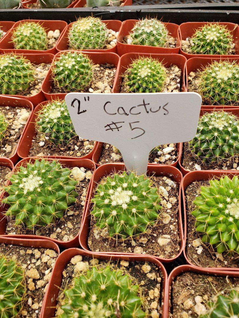 2" Assorted Ornamental Cactus-Cactus - Small - Favor-The Succulent Source