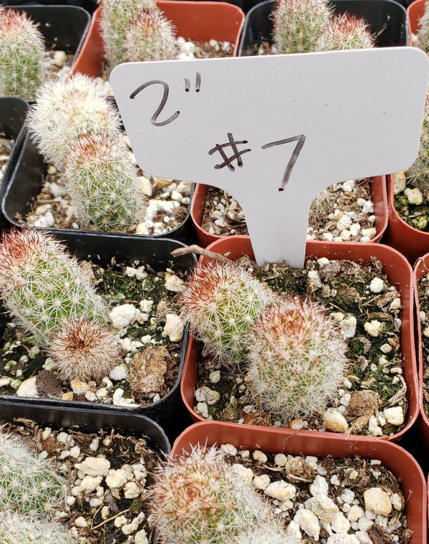 2" Assorted Ornamental Cactus-Cactus - Small - Favor-The Succulent Source