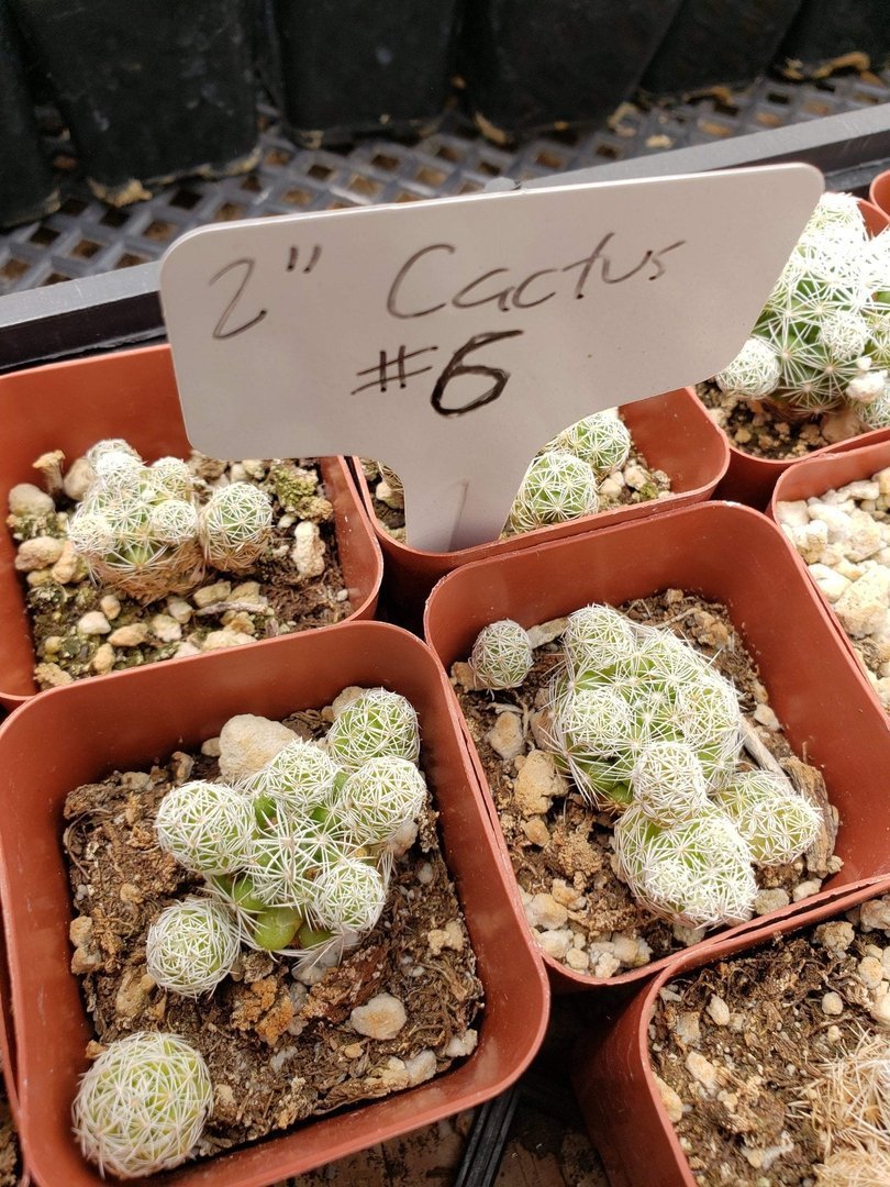 2" Assorted Ornamental Cactus-Cactus - Small - Favor-The Succulent Source