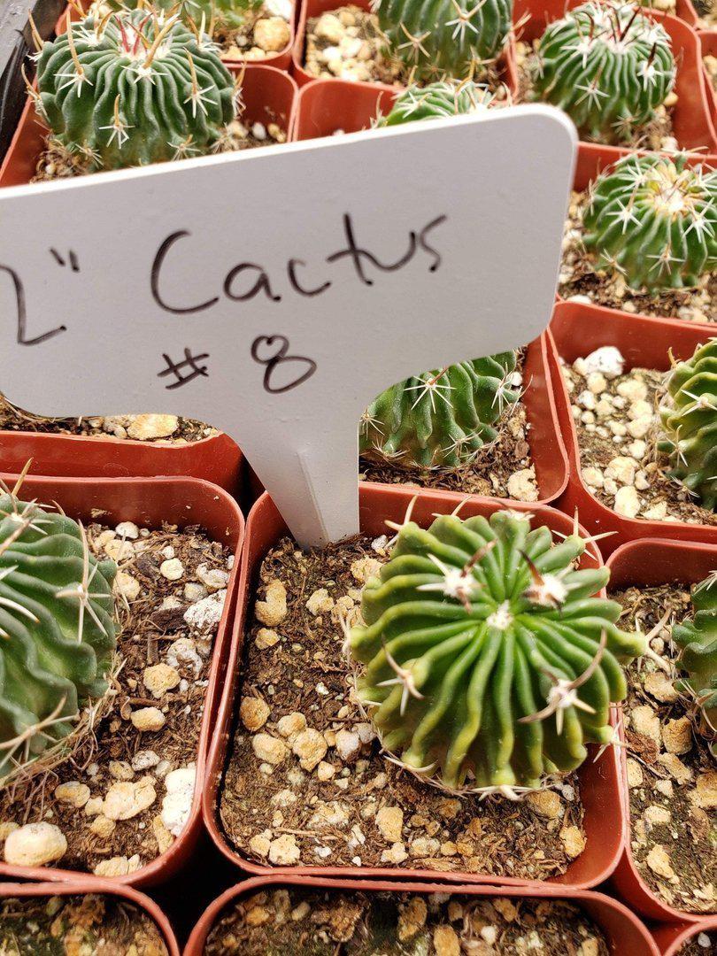 2" Assorted Ornamental Cactus-Cactus - Small - Favor-The Succulent Source