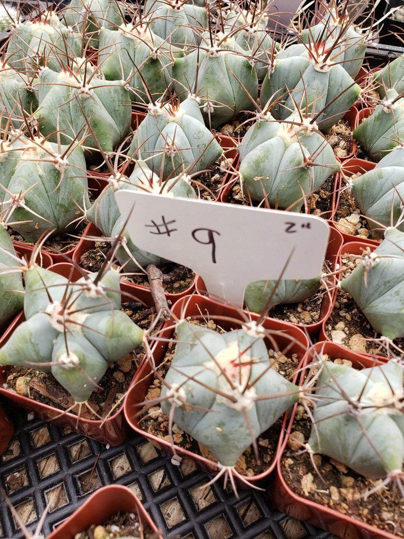 2" Assorted Ornamental Cactus-Cactus - Small - Favor-The Succulent Source