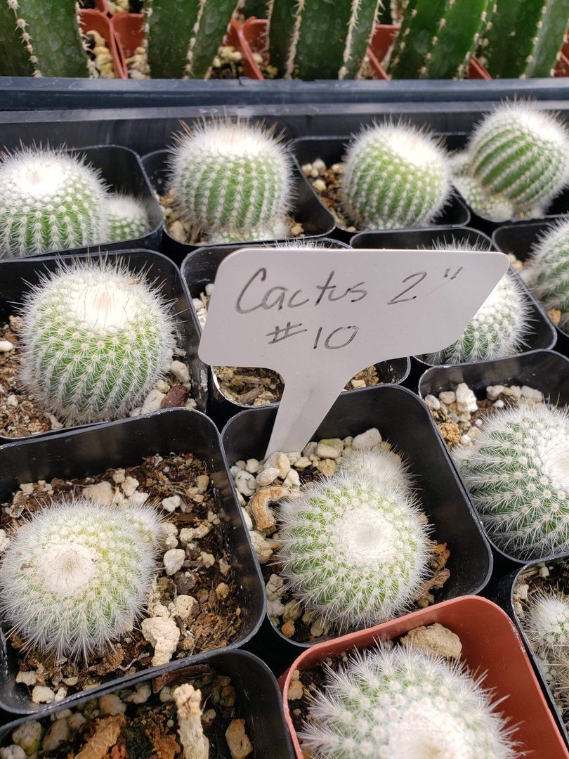 2" Assorted Ornamental Cactus-Cactus - Small - Favor-The Succulent Source