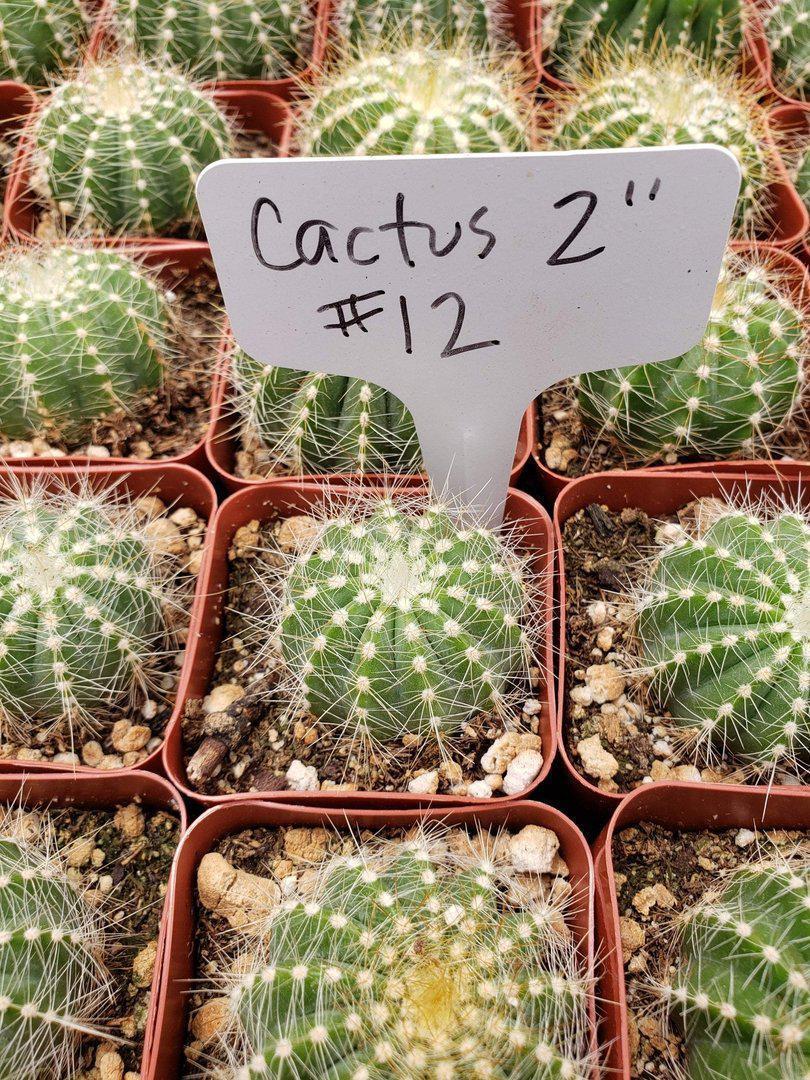 2" Assorted Ornamental Cactus-Cactus - Small - Favor-The Succulent Source