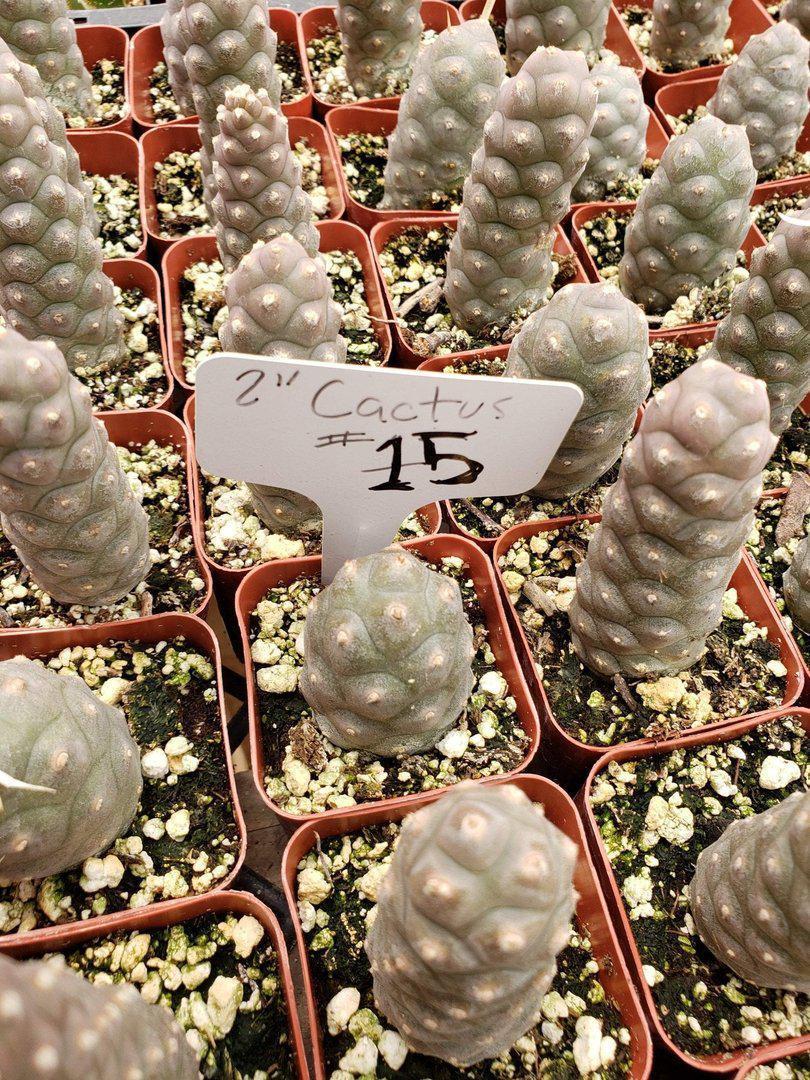 2" Assorted Ornamental Cactus-Cactus - Small - Favor-The Succulent Source